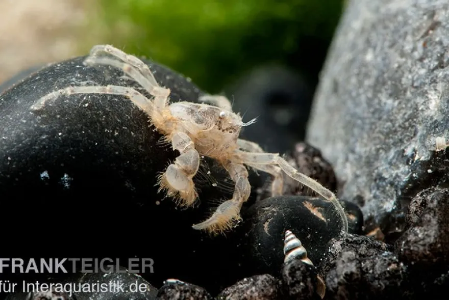 Microkrabbe, Limnopilos naiyanetri