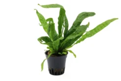 Microsorum "Green Gnome", Microsorum pteropus "Green Gnome"