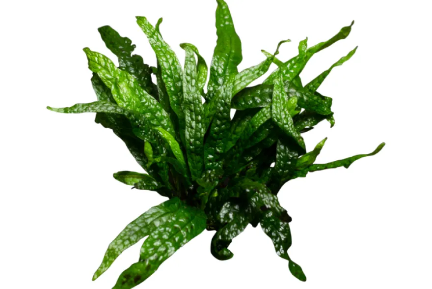 Microsorum "Green Gnome", Microsorum pteropus "Green Gnome"