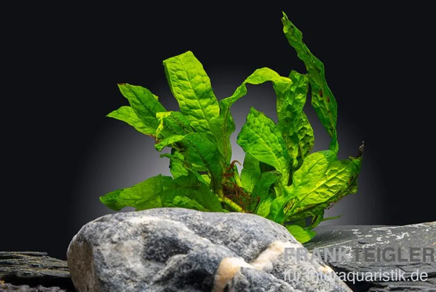 Microsorum "Green Gnome", Microsorum pteropus "Green Gnome"