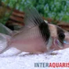 Miguelito-Panzerwels, Corydoras virginiae