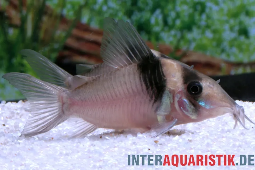 Miguelito-Panzerwels, Corydoras virginiae