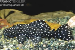 Milchstraßen-Rüsselzahnwels, Leporacanthicus galaxias L007/L29/L240 6-8 cm