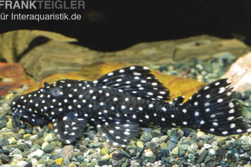 Milchstraßen-Rüsselzahnwels, Leporacanthicus galaxias L007/L29/L240 6-8 cm