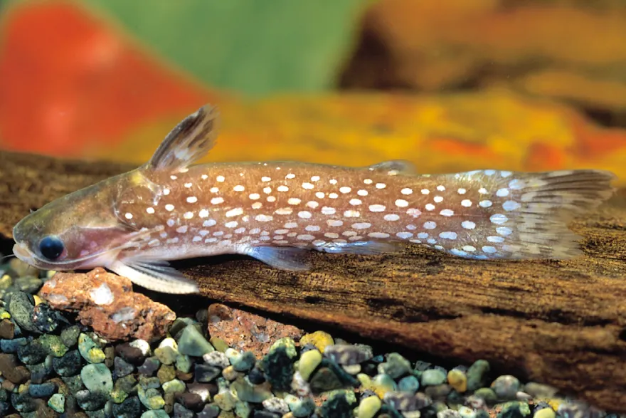 Milchstraßen-Trugdornwels, Tatia galaxias, 4-6 cm