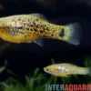 Miller-Platy, Xiphophorus milleri (Lake Catemaco-Platy)