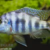 Milomo-Buntbarsch, Placidochromis milomo super VC10, DNZ