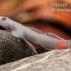 Mindanaoensis-Grundel, Lentipes mindanaoensis, 1 Paar