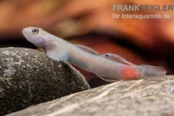 Mindanaoensis-Grundel, Lentipes mindanaoensis, 1 Paar