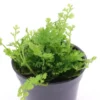 Mini-Bolbitis, Bolbitis heteroclita "difformis", im Topf (Ausgelistet)