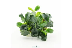 Mini-Kirin-Zwergspeerblatt, Anubias nana 'Mini Kirin', im Topf