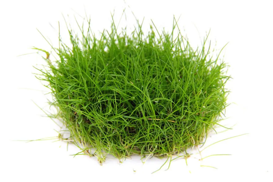 Mini-Nadelsimse, Eleocharis pusilla "Mini", In Vitro