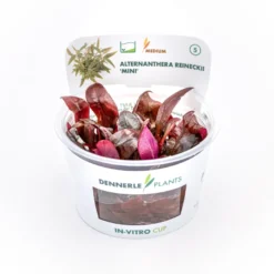Mini-Papageienblatt, Alternanthera reineckii "Mini", In Vitro