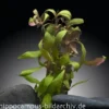 Mini-Papageienblatt, Alternanthera reineckii "Mini", im Topf