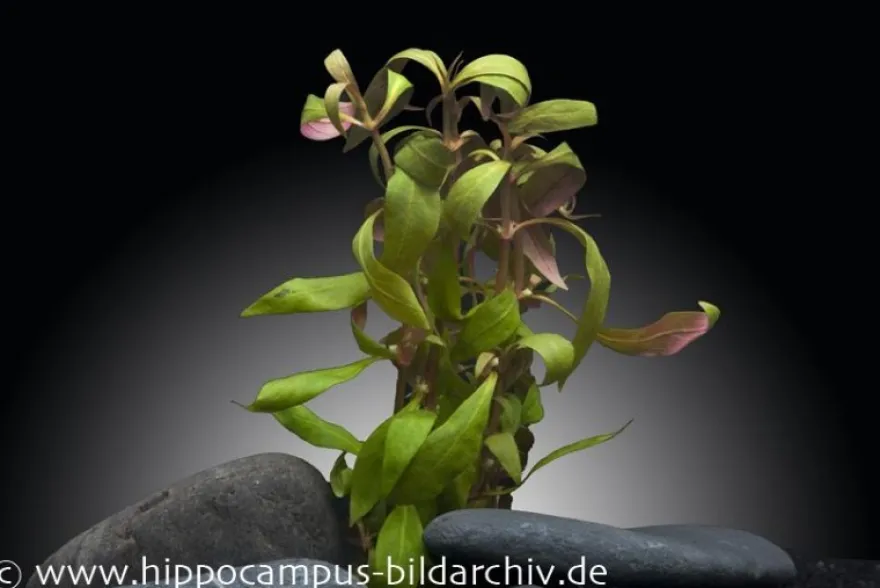 Mini-Papageienblatt, Alternanthera reineckii "Mini", im Topf