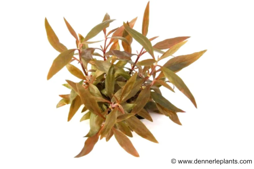 Mini-Papageienblatt, Alternanthera reineckii "Mini", im Topf