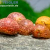 Mini-Rennschnecke Fancy Pink, Clithon sp. Fancy pink