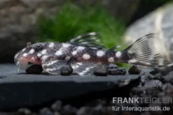 Mini Snowball Pleco, L471, Hypancistrus sp. "Dwarf"