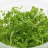 Mini-Wassernabel, Hydrocotyle tripartita "Mini", In Vitro