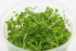 Mini-Wassernabel, Hydrocotyle tripartita "Mini", In Vitro