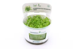 Mini-Wassernabel, Hydrocotyle tripartita "Mini", In Vitro