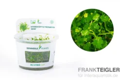 Mini-Wassernabel, Hydrocotyle tripartita