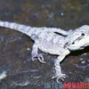Minor Zwergbartagame, Pogona minor