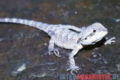 Minor Zwergbartagame, Pogona minor