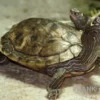 Mississippi Höckerschildkröte, Graptemys kohnii FZ