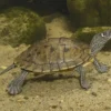 Mississippi-Höckerschildkröte, Graptemys p. kohnii