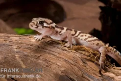 Mittelamerikanischer Krallengecko, Coleonyx mitratus
