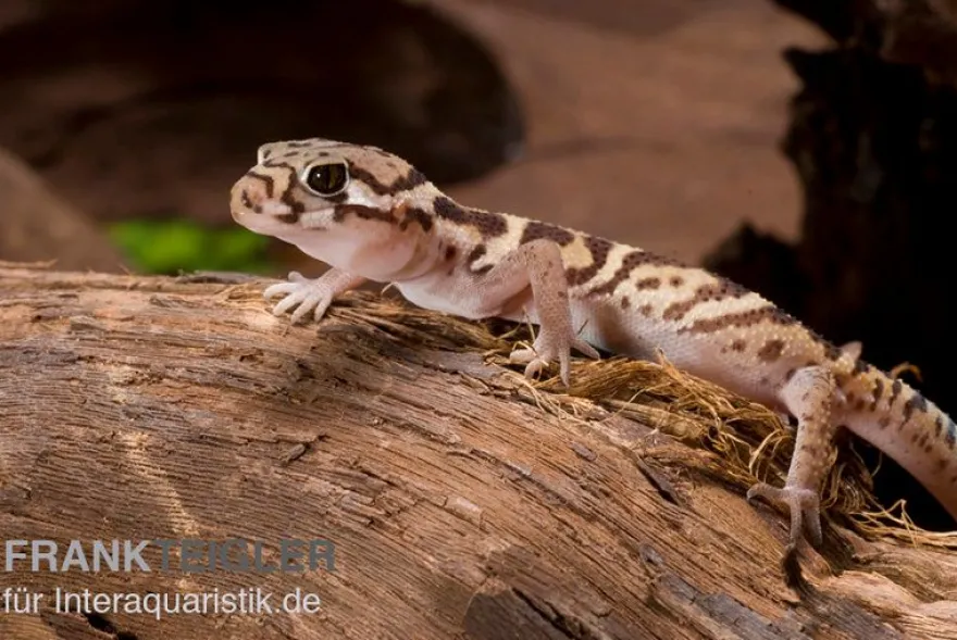 Mittelamerikanischer Krallengecko, Coleonyx mitratus