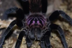 Mittelgroße Riesenvogelspinne, Xenesthis intermedia