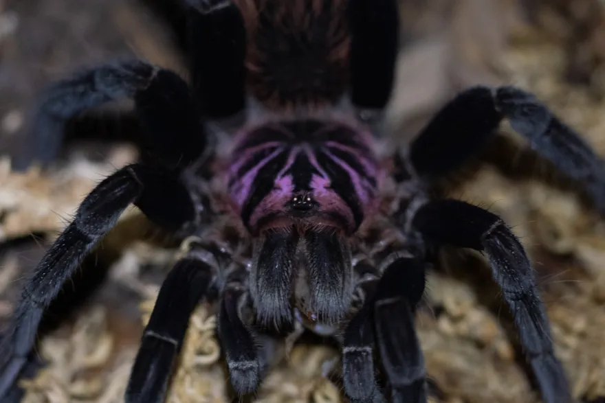 Mittelgroße Riesenvogelspinne, Xenesthis intermedia