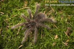 Mittelgroße Riesenvogelspinne, Xenesthis intermedia
