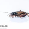Mittelmeergrillen, klein, Futterinsekten ca. 1000 Stück lose