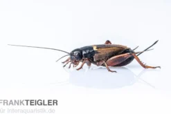 Mittelmeergrillen, klein, Futterinsekten ca. 1000 Stück lose
