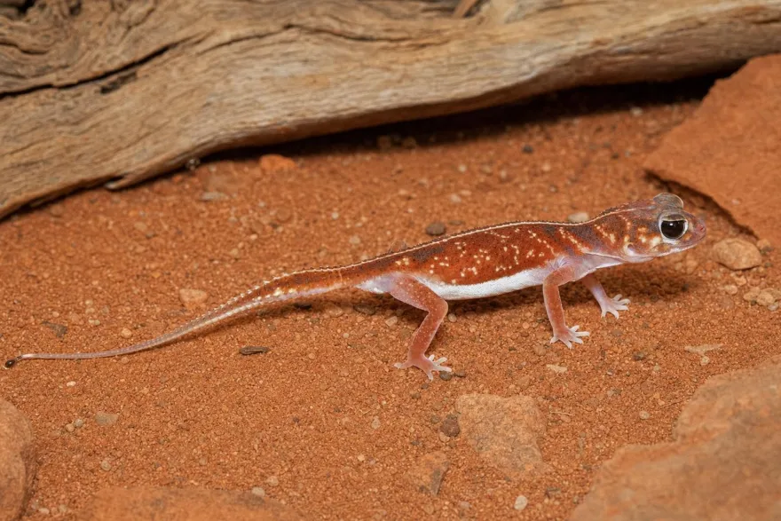 Mittelstreifen-Knopfschwanzgecko, Nephrurus vertebralis