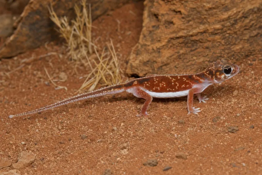 Mittelstreifen-Knopfschwanzgecko, Nephrurus vertebralis