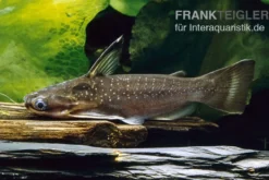 Mitternachtswels, Auchenipterichthys thoracatus