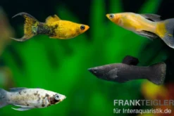 Mix-Molly, Poecilia sphenops MIX