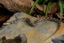 Möllendorffs Kletternatter, Orthriophis moellendorffi