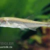 Moderlieschen, Leucaspius delineatus, DNZ, 3-7 cm (Kaltwasser)