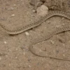 Moilanatter, Malpolon moilensis