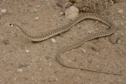 Moilanatter, Malpolon moilensis