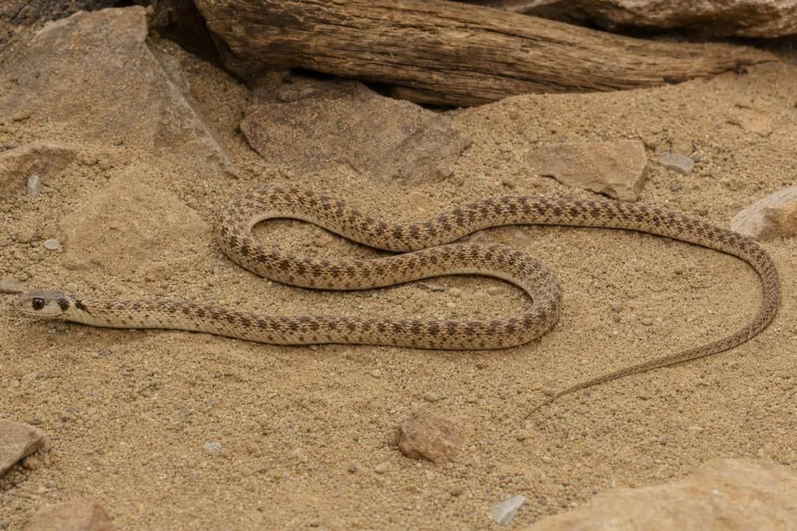 Moilanatter, Malpolon moilensis