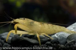 Molukkenfächergarnele, Atyopsis moluccensis
