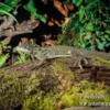 Molukkensegelechse, Hydrosaurus weberi