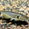 Mondfinsternis-Stachelwels, Horabagrus brachysoma, 8-10 cm DNZ