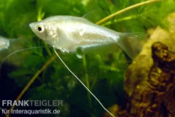 Mondschein-Fadenfisch, Trichogaster microlepis